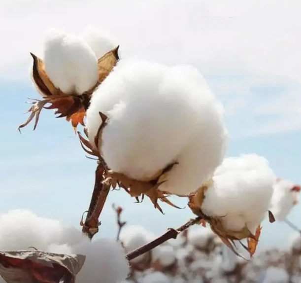 pima cotton pima cotton